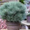 Sea Urchin Miniature Eastern White Pine - 2 Gallon Pot -Plant Serie Store pinus strobus sea urchin dwarf eastern white pine 1