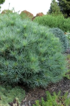 Sea Urchin Miniature Eastern White Pine - 2 Gallon Pot -Plant Serie Store pinus strobus sea urchin dwarf eastern white pine 4