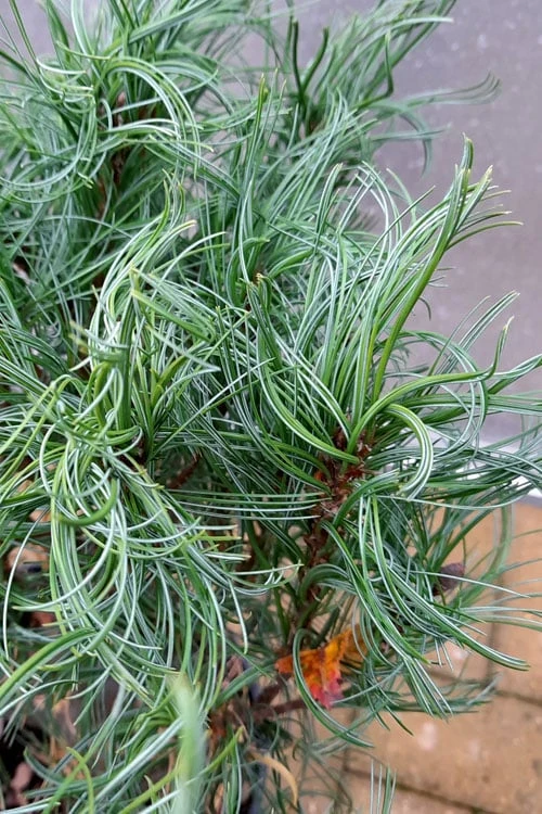Wiggles Eastern White Pine (Pinus Strobus) - 3 Gallon Pot 6 Wiggles Eastern White Pine (Pinus Strobus) - 3 Gallon Pot - Image 4