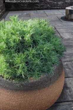 Wiggles Eastern White Pine (Pinus Strobus) - 3 Gallon Pot 17 Wiggles Eastern White Pine (Pinus Strobus) - 3 Gallon Pot -Plant Serie Store pinus strobus wiggles eastern white pine 3