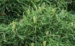 Wiggles Eastern White Pine (Pinus Strobus) - 3 Gallon Pot 14 Wiggles Eastern White Pine (Pinus Strobus) - 3 Gallon Pot -Plant Serie Store pinus strobus wiggles eastern white pine 4