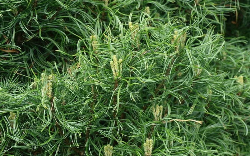 Wiggles Eastern White Pine (Pinus Strobus) - 3 Gallon Pot 7 Wiggles Eastern White Pine (Pinus Strobus) - 3 Gallon Pot - Image 5