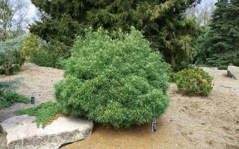 Wiggles Eastern White Pine (Pinus Strobus) - 3 Gallon Pot 8 Wiggles Eastern White Pine (Pinus Strobus) - 3 Gallon Pot - Image 6