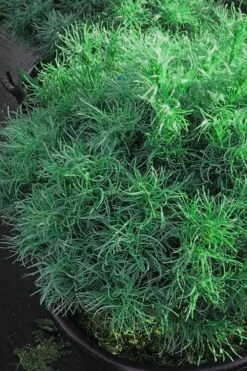 Wiggles Eastern White Pine (Pinus Strobus) - 3 Gallon Pot 16 Wiggles Eastern White Pine (Pinus Strobus) - 3 Gallon Pot -Plant Serie Store pinus strobus wiggles eastern white pine 6