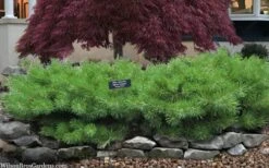 Hillside Creeper Scotch Pine (Pinus Sylvestris) - 6 Gallon Pot -Plant Serie Store pinus sylvestris hillside creeper 3 1