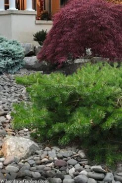 Hillside Creeper Scotch Pine (Pinus Sylvestris) - 6 Gallon Pot -Plant Serie Store pinus sylvestris hillside creeper 4 1