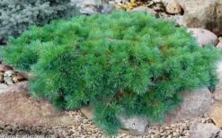 Hillside Creeper Scotch Pine (Pinus Sylvestris) - 6 Gallon Pot -Plant Serie Store pinus sylvestris hillside creeper 5 1