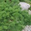 Hillside Creeper Scotch Pine (Pinus Sylvestris) - 3 Gallon Pot -Plant Serie Store pinus sylvestris hillside creeper scotch pine 8