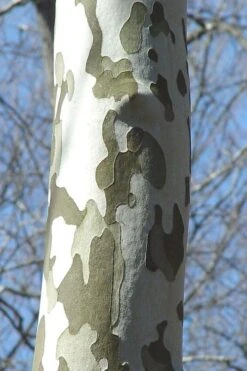 American Sycamore Tree - 1 Gallon Pot -Plant Serie Store platanus occidentalis american sycamore tree 1