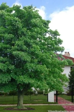 American Sycamore Tree - 1 Gallon Pot -Plant Serie Store platanus occidentalis american sycamore tree 4