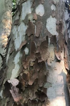 American Sycamore Tree - 1 Gallon Pot -Plant Serie Store platanus occidentalis american sycamore tree 6