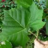American Sycamore Tree - 1 Gallon Pot