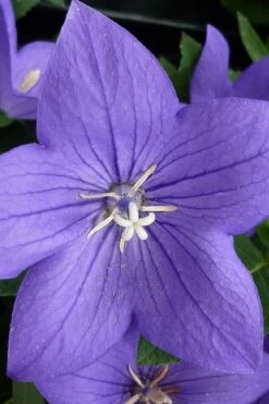 Pop Star Blue Balloon Flower (Platycodon) - 5 Pack Of Quart Pots -Plant Serie Store platycodon pop star blue balloon flower 5