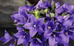 Pop Star Blue Balloon Flower (Platycodon) - 5 Pack Of Quart Pots -Plant Serie Store platycodon pop star blue balloon flower 8