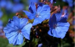 Hardy Blue Plumbago (Ceratostigma Plumbaginoides) - 1 Gallon Pot -Plant Serie Store plumbago hardy blue perennial