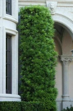 Podocarpus Macrophyllus Upright Yew - 7 Gallon Pot (4-5') -Plant Serie Store podocarpus macrophyllus upright yew 104
