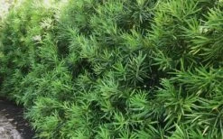 Podocarpus Macrophyllus Upright Yew - 7 Gallon Pot (4-5') -Plant Serie Store podocarpus macrophyllus upright yew 105