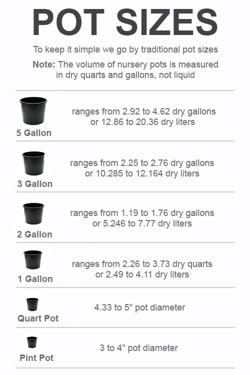 Autumn Moon Japanese Maple - 2 Gallon Pot 4 Autumn Moon Japanese Maple - 2 Gallon Pot - Image 2