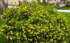 Gold Star Shrubby Cinquefoil (Potentilla Fruticosa) - 1 Gallon Pot -Plant Serie Store potentilla fruticosa gold star shrubby cinquefoil 2