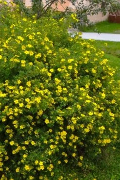 Gold Star Shrubby Cinquefoil (Potentilla Fruticosa) - 1 Gallon Pot -Plant Serie Store potentilla fruticosa gold star shrubby cinquefoil 4
