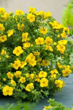 Gold Star Shrubby Cinquefoil (Potentilla Fruticosa) - 1 Gallon Pot -Plant Serie Store potentilla fruticosa gold star shrubby cinquefoil 7
