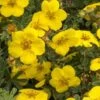 Gold Star Shrubby Cinquefoil (Potentilla Fruticosa) - 1 Gallon Pot -Plant Serie Store potentilla fruticosa gold star shrubby cinquefoil 9