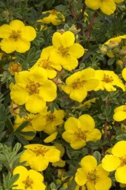 Gold Star Shrubby Cinquefoil (Potentilla Fruticosa) - 1 Gallon Pot