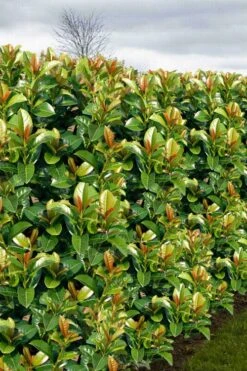 Volcano English Cherry Laurel (Prunus Laurocersasus) - 1 Gallon Pot -Plant Serie Store prunus laurocerasus volcano english cherry laurel 3