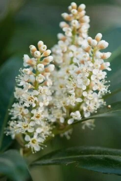 Volcano English Cherry Laurel (Prunus Laurocersasus) - 1 Gallon Pot -Plant Serie Store prunus laurocerasus volcano english cherry laurel 4