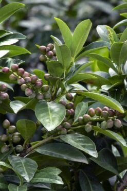 Volcano English Cherry Laurel (Prunus Laurocersasus) - 1 Gallon Pot -Plant Serie Store prunus laurocerasus volcano english cherry laurel 6