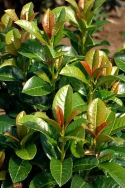 Volcano English Cherry Laurel (Prunus Laurocersasus) - 1 Gallon Pot