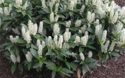 Zabel Laurel (Prunus Laurocersasus 'Zabeliana') - 6 Pack Of 1 Gallon Pots -Plant Serie Store prunus laurocerasus zabeliana zabel cherry laurel 1