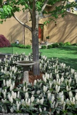 Zabel Laurel (Prunus Laurocersasus 'Zabeliana') - 6 Pack Of 1 Gallon Pots -Plant Serie Store prunus laurocerasus zabeliana zabel cherry laurel 2