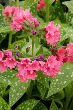 Shrimps On The Barbie Pulmonaria (Bethlehem Sage) - 6 Pack Of 1 Gallon Pots -Plant Serie Store pulmonaria shrimps on the barbie lungwort 4 1