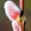 French Pink Pussy Willow - 3 Gallon Pot -Plant Serie Store pussy willow french pink 20