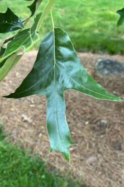 Southern Red Oak Tree (Quercus Falcata) - 3 Gallon Pot -Plant Serie Store quercus falcata southern red oak 3