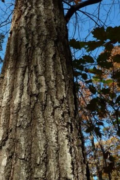 Southern Red Oak Tree (Quercus Falcata) - 3 Gallon Pot -Plant Serie Store quercus falcata southern red oak 4