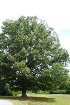 Southern Red Oak Tree (Quercus Falcata) - 3 Gallon Pot -Plant Serie Store quercus falcata southern red oak 5