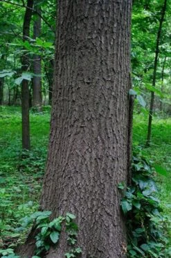 Southern Red Oak Tree (Quercus Falcata) - 3 Gallon Pot -Plant Serie Store quercus falcata southern red oak 6