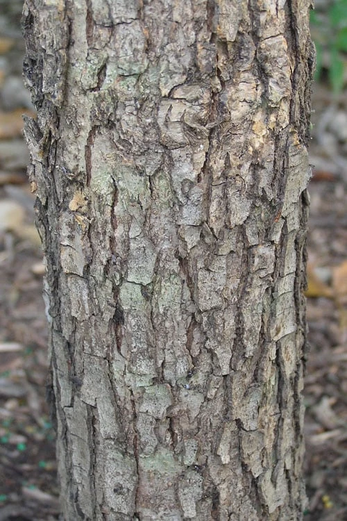 Overcup Oak Tree (Quercus Lyrata) - 1 Gallon Pot 10 Overcup Oak Tree (Quercus Lyrata) - 1 Gallon Pot - Image 8