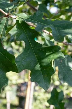 Overcup Oak Tree (Quercus Lyrata) - 1 Gallon Pot 15 Overcup Oak Tree (Quercus Lyrata) - 1 Gallon Pot -Plant Serie Store quercus lyrata overcup oak acorn leaf 1