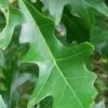 Overcup Oak Tree (Quercus Lyrata) - 3 Pack Of 1.5 Quart Pots -Plant Serie Store quercus lyrata overcup oak acorn leaf 2 1