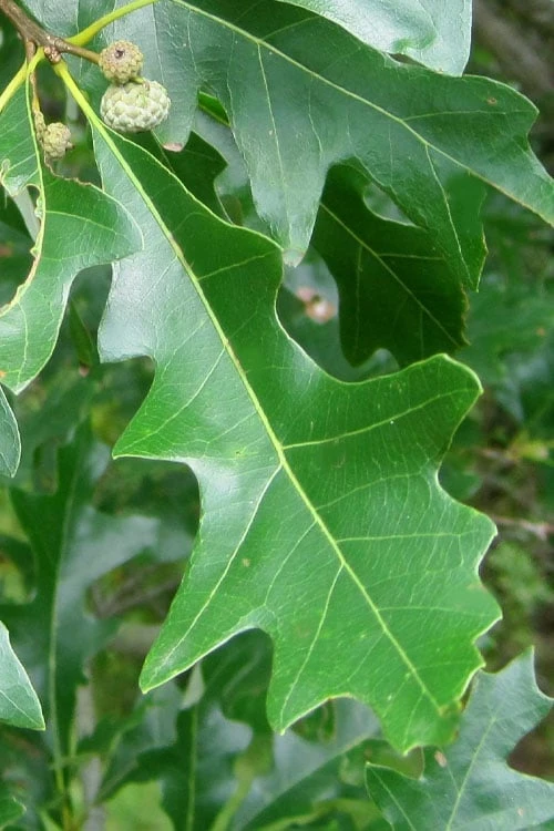 Overcup Oak Tree (Quercus Lyrata) - 1 Gallon Pot 3 Overcup Oak Tree (Quercus Lyrata) - 1 Gallon Pot