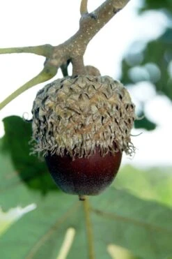 Mossycup Bur Oak Tree (Quercus Macrocarpa) - 3 Pack Of 1.5 Quart Pots -Plant Serie Store quercus macrocarpa bur oak 1