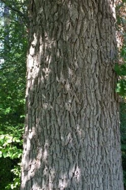 Mossycup Bur Oak Tree (Quercus Macrocarpa) - 3 Pack Of 1.5 Quart Pots -Plant Serie Store quercus macrocarpa bur oak 10