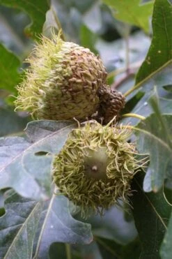 Mossycup Bur Oak Tree (Quercus Macrocarpa) - 3 Pack Of 1.5 Quart Pots -Plant Serie Store quercus macrocarpa bur oak 2