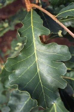 Mossycup Bur Oak Tree (Quercus Macrocarpa) - 3 Pack Of 1.5 Quart Pots -Plant Serie Store quercus macrocarpa bur oak 3