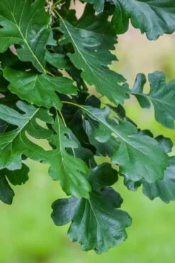 Mossycup Bur Oak Tree (Quercus Macrocarpa) - 3 Pack Of 1.5 Quart Pots -Plant Serie Store quercus macrocarpa bur oak 6