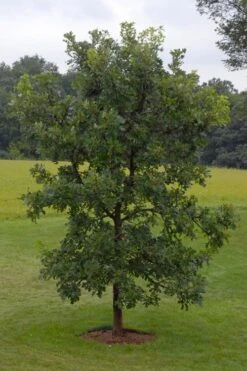 Mossycup Bur Oak Tree (Quercus Macrocarpa) - 3 Pack Of 1.5 Quart Pots -Plant Serie Store quercus macrocarpa bur oak 8