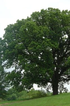 Mossycup Bur Oak Tree (Quercus Macrocarpa) - 3 Pack Of 1.5 Quart Pots -Plant Serie Store quercus macrocarpa bur oak 9